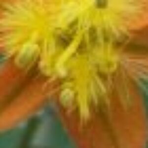 Foto de perfil de Reyna Elizabeth